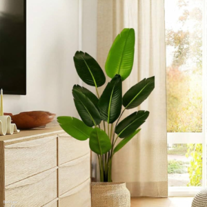 plante d'intérieur
