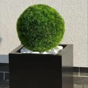 plante d'extérieur